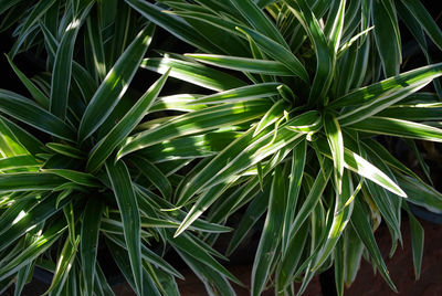 Close-up of palm tree