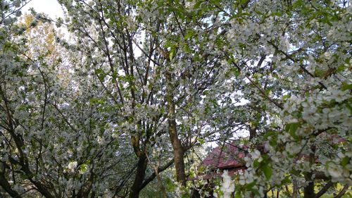 Low angle view of trees