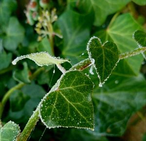 Close-up of water drops on plant