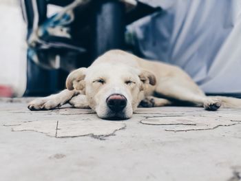 Close-up of a dog sleeping on floor