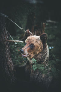 Close-up of bear by tree in forest