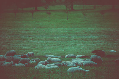 View of sheep on field