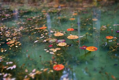 Beautiful flowers on the pond called monet's lake in japan