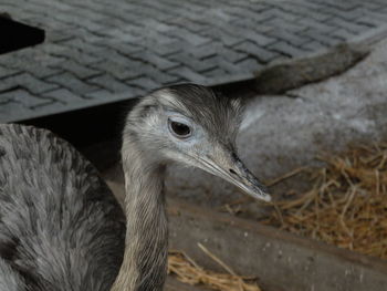 Close-up of emu on field