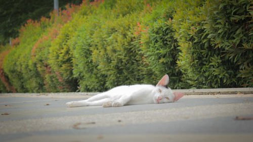 White cat resting