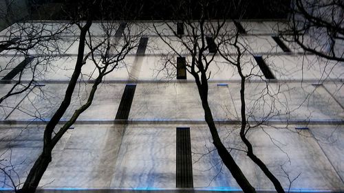 Low angle view of trees against sky