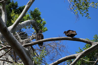 Low angle view of bird perching on tree against blue sky