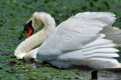 White swan on a lake