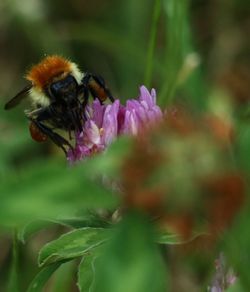 Close-up of bee on pink flower