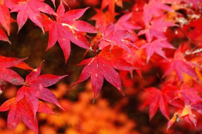 Close-up of red maple leaves