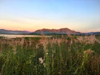 Scenic view of field against sky during sunset