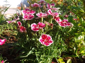 Close-up of pink flowers blooming outdoors