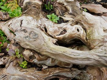 Close-up of tree trunk on field