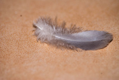 Close-up of feather against gray background