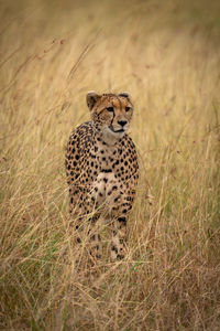 Cheetah on grassy field 