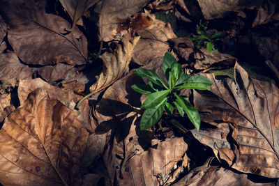 Close-up of dried leaves by plant