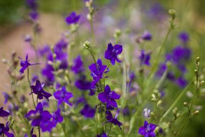 Close-up of purple flowers