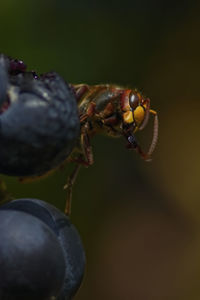 Close-up of insect