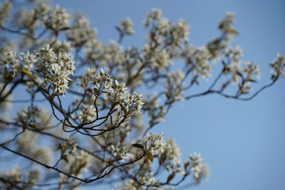 Low angle view of white flowering tree against clear sky