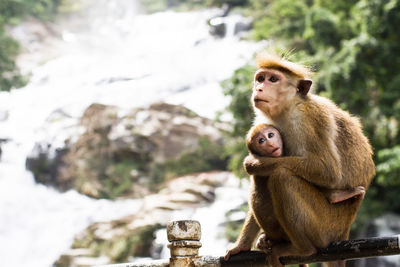 A mother and baby monkey resting on a wall for tourists to take photos in ella, sri lanka