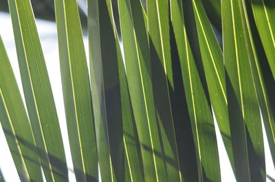 Close-up of palm tree leaves