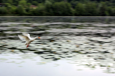 Seagull flying over lake