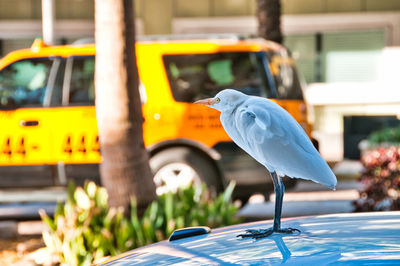 Bird in a car