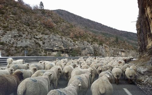 Panoramic shot of sheep on mountain against clear sky