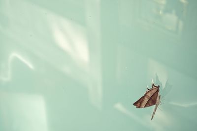 Close-up of butterfly on leaf