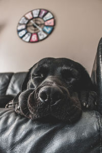 Close-up portrait of a dog resting on bed