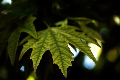 Close-up of leaf