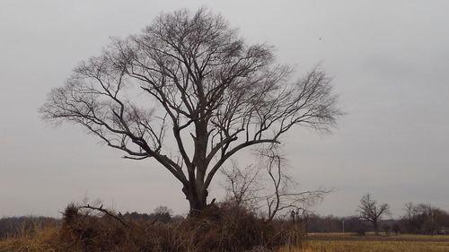 Bare tree on landscape against clear sky