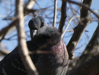 Close-up of bird perching on branch