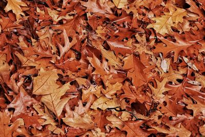 Full frame shot of autumn leaves