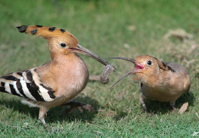 Close-up of a bird on field