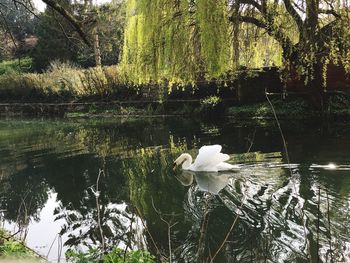 White swan swimming on lake