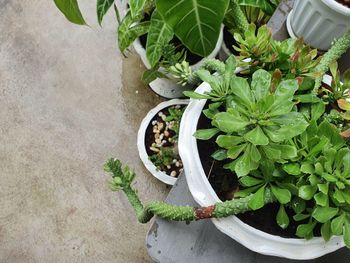 High angle view of potted plant on table