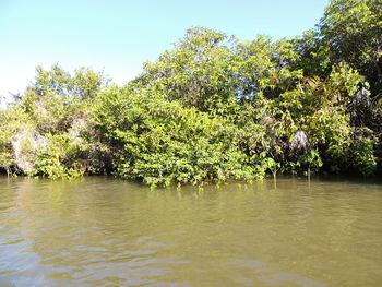 Scenic view of lake and trees against clear sky