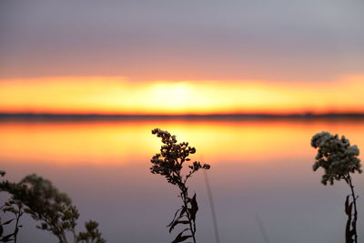 Silhouette plants against romantic sky at sunset