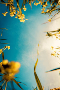 Low angle view of flowering plants against sky