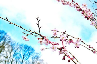 Low angle view of pink flowers