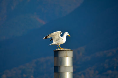 Seagull perching on a bird