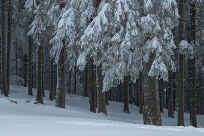 Trees in forest during winter