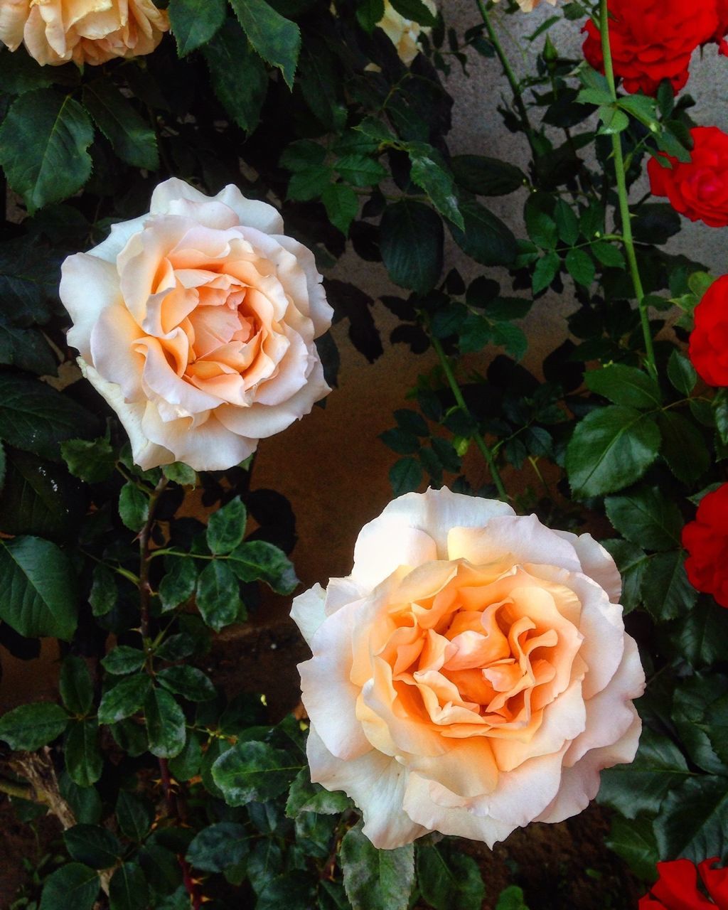 flower, petal, freshness, rose - flower, flower head, fragility, beauty in nature, rose, growth, blooming, nature, close-up, high angle view, leaf, plant, white color, in bloom, blossom, no people, day