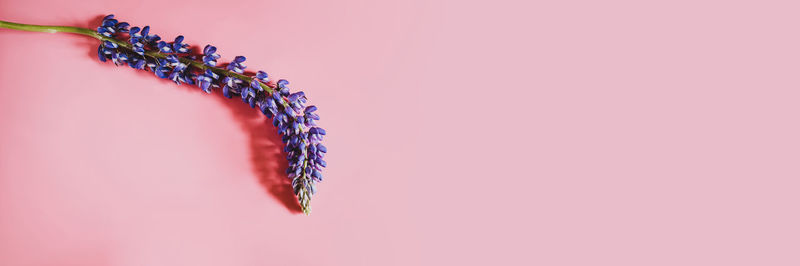 Close-up of pink flower