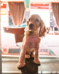 Portrait of dog looking away while sitting on window
