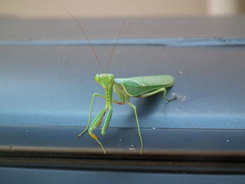 Close-up of insect on leaf