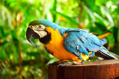 Close-up of parrot perching on wooden post