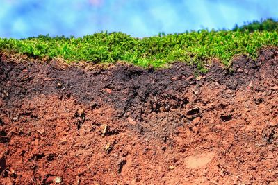 Plants growing on field against sky