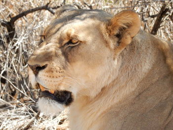 Close-up of lion